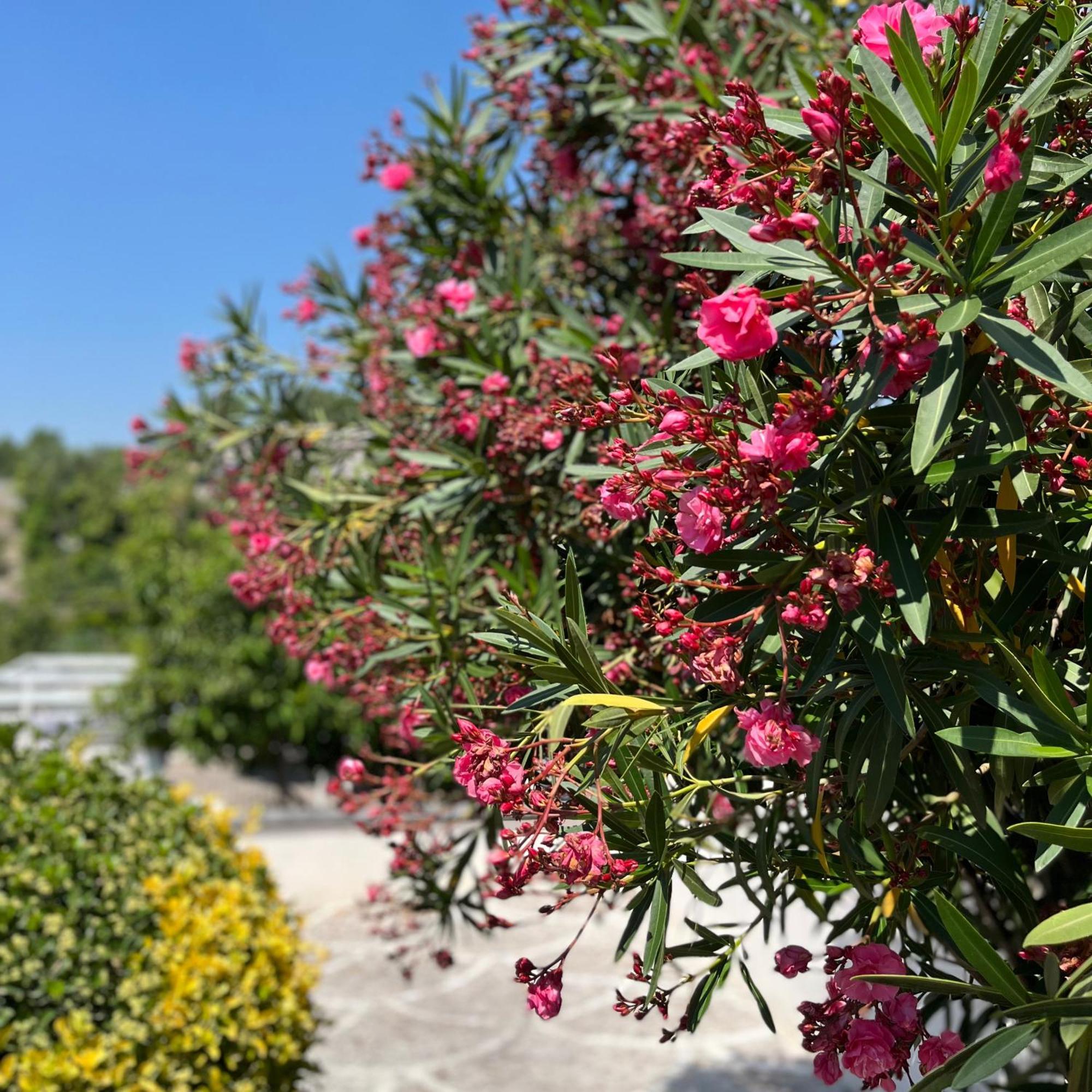 Villa Manzo Relais -Pompei Vesuvius Boscotrecase Eksteriør billede